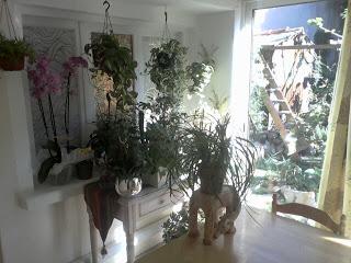 Je suis une (vrai) passionnée de plantes !