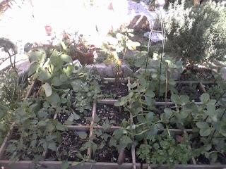 Je suis une (vrai) passionnée de plantes !