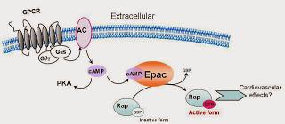 Protéine EPAC, sensibilité à l’AMP cyclique et homéostasie de l’énergie