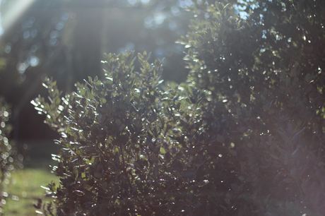 J'AI RESSORTI MA FOURRURE