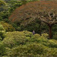 Les sommets des arbres sont riches en diversité.