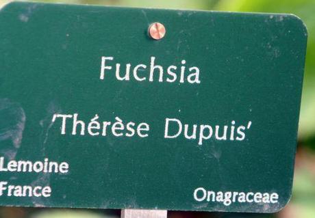 3 fuchsia thérèse dupuis paris 26 sept  2010 073.jpg