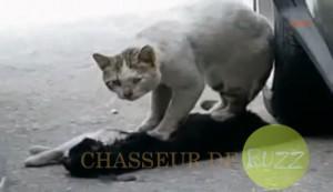chat réa