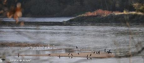 Le Loiret en automne