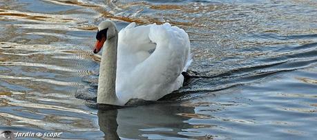 Cygne-blanc