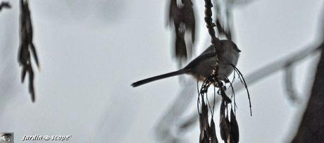 Mésange-longue-queue