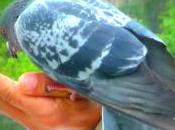 pigeons sont troufions comme autres
