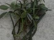 Dernières boutures d'eau ....c'est promis