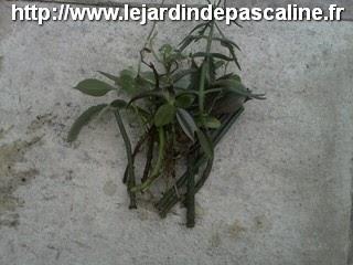 Dernières boutures d'eau ....c'est promis !