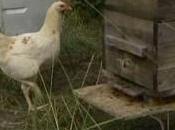 Poules efficaces contre frelon