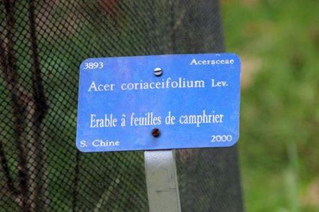 acer coriaceifolium barres 12 oct 2013 037 (2).jpg