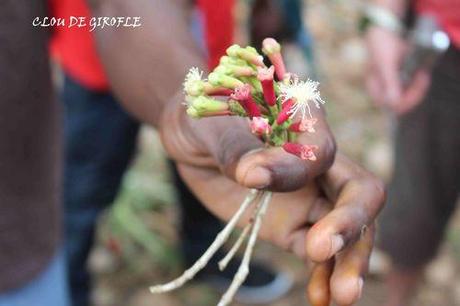 125 - 15 08 13 ZANZIBAR Rte des EPICES CLOU DE GIROGLE (47)