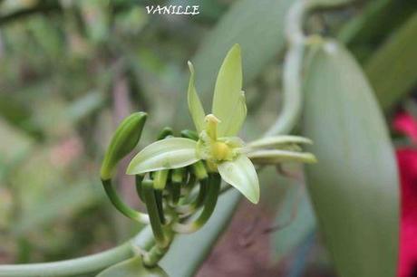 115 - 15 08 13 ZANZIBAR Rte des EPICES VANILLE (28)