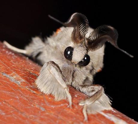 Poodle Moth le Papillon Caniche – Venezuela | À Découvrir