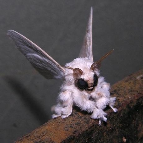 Poodle Moth 01