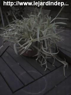 Bouture de Rhipsalis