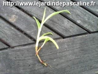 Bouture de Rhipsalis