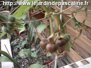 Ramasser les graines de Volubilis