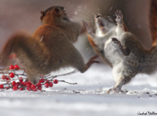 Andre Villeneuve, nature photography