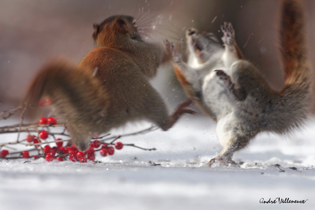 Andre Villeneuve –  Nature photography –  Boxing day