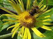 Inula helenium (Inule grande aunée)