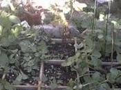 Fèves dans potager carré