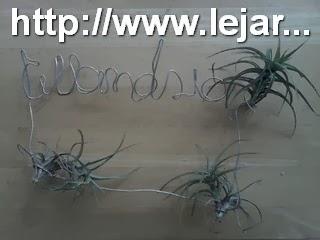 Support Tillandsia déco !