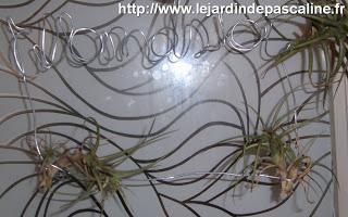 Support Tillandsia déco !