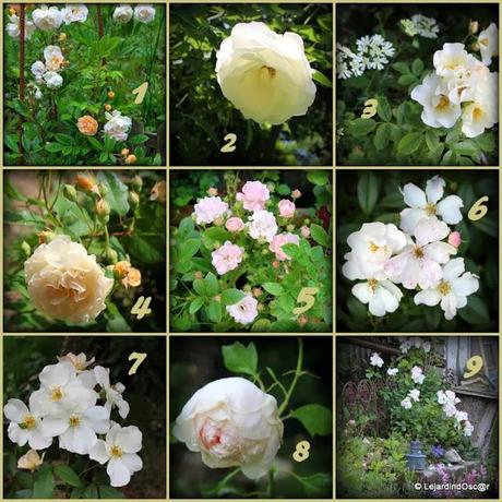 Rétro Rosiers...3/4