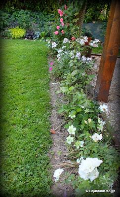 Rétro Rosiers...3/4