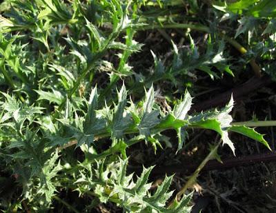 Deux carlines : Carlina acaulis et Carlina vulgaris