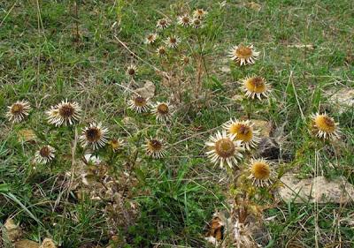 Deux carlines : Carlina acaulis et Carlina vulgaris
