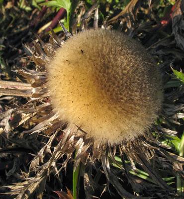 Deux carlines : Carlina acaulis et Carlina vulgaris