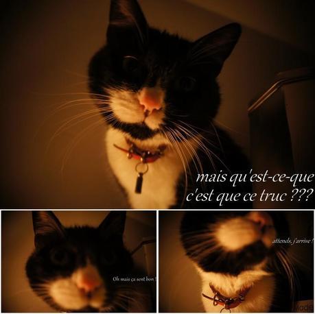 996. Fête des chats de blogueuses