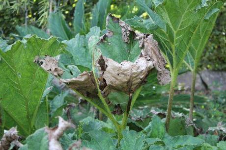 2 gunnera marnay 21 sept 2013 086.jpg