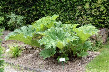 0 gunnera 30 juin 2012 142.jpg