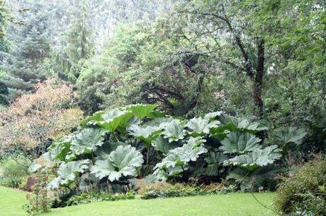 a gunnera le coudray 007.jpg