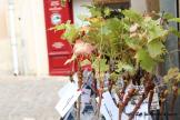 Saint Emilion en automne, c’est joli…