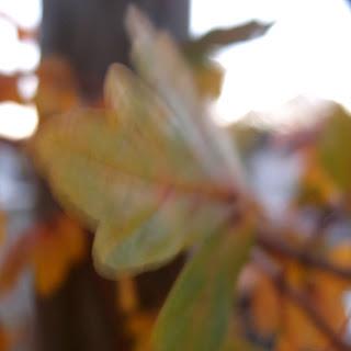 Fragments d'automne au Père-Lachaise