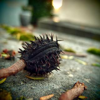 Fragments d'automne au Père-Lachaise