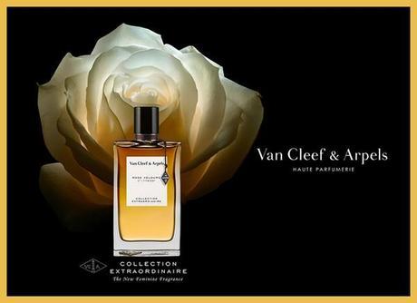 Ma rose Velours de Van Cleef