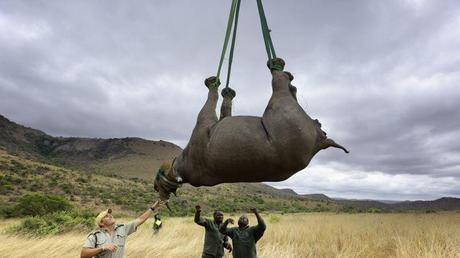 SAUVETAGE. Ils sont menacés par le braconnage, alors tout est fait pour les sauver. Endormis par des somnifères, suspendus par ses pattes et les yeux bandés, ce rhinocéros noir, comme des centaines d'autres, est déplacé par hélicoptère vers un nouvel habitat dans la province du KwaZulu-Natal, en Afrique du Sud. Cette opération, baptisée Black Rhino Range Expansion Project a été mise ne place par le WWF et l'ONG Ezemvelo KZN Wildlife.