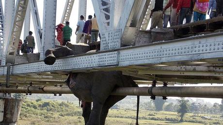FAUCHÉS. Des passants circulent au-dessus de la carcasse suspendue d'un éléphant sur le pont d'une voie ferrée dans le district de Jalpaiguri, dans l'est de l'Inde. Au total, au moins sept pachydermes ont été tués lorsqu'un train les a heurtés à grande vitesse. Le trafic ferroviaire a été stoppé pendant plusieurs heures.