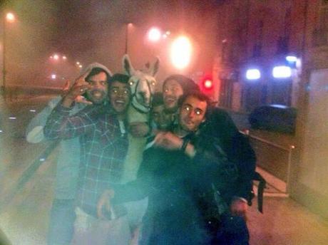 Ivres, ils volent un lama