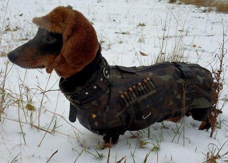 Chien chasseur
