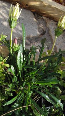 Gazania rigens (Gazanie raide)