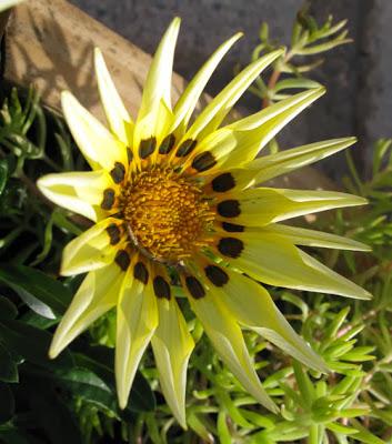 Gazania rigens (Gazanie raide)