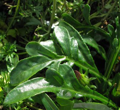 Gazania rigens (Gazanie raide)