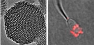 INFERTILITÉ: Des nanoparticules pour rechercher les anomalies du sperme – Nanomedicine: Nanotechnology, Biology, and Medicine