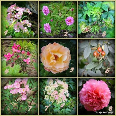 Rétro Rosiers...4/4